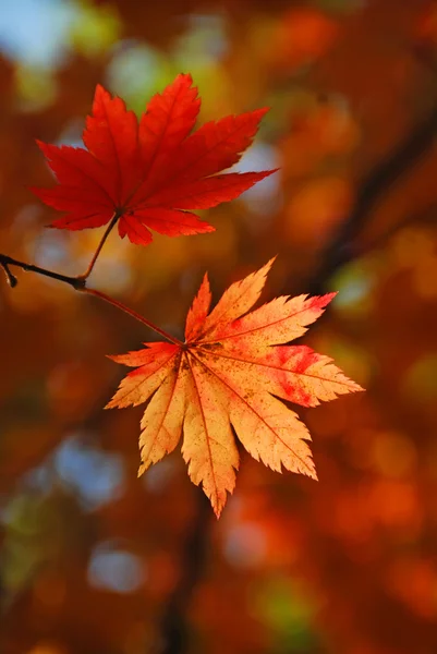 Rood esdoornblad, herfst — Stockfoto