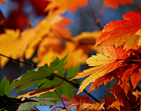 Autumn, Autumnal wallpaper or design element, yellow, red and green maple leaves — Stock Photo, Image