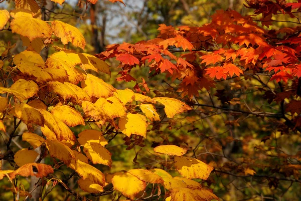 Autumnal foliage, yellow and red foliage, fall Stock Photo