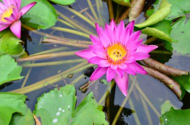Lotus, Nilüfer, gölet üzerinde pembe waterlilly