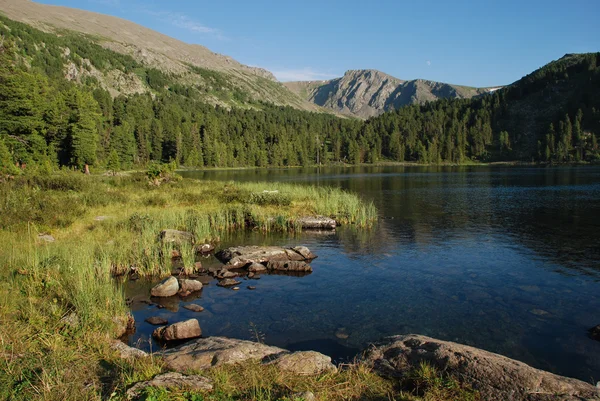 Altai, lago de montanha Karacol, paisagem florestal, Altai, Rússia — Fotografia de Stock