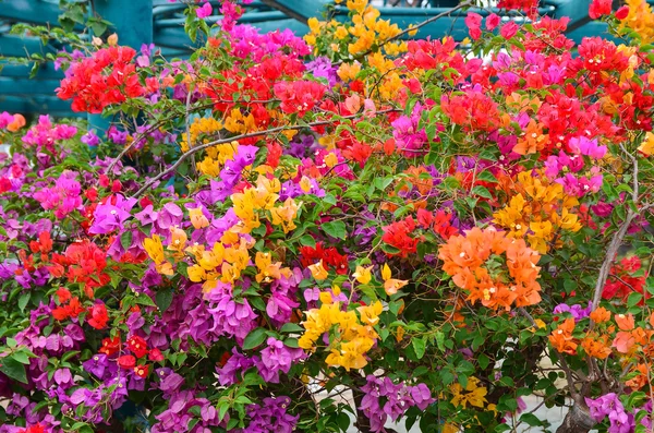 Bougainvilliers de fleurs, Nong nooch jardin botanique, décoratif fl — Photo