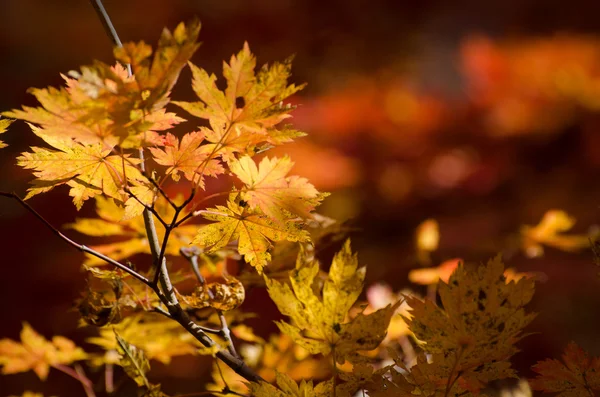 Otoño, arce amarillo — Foto de Stock