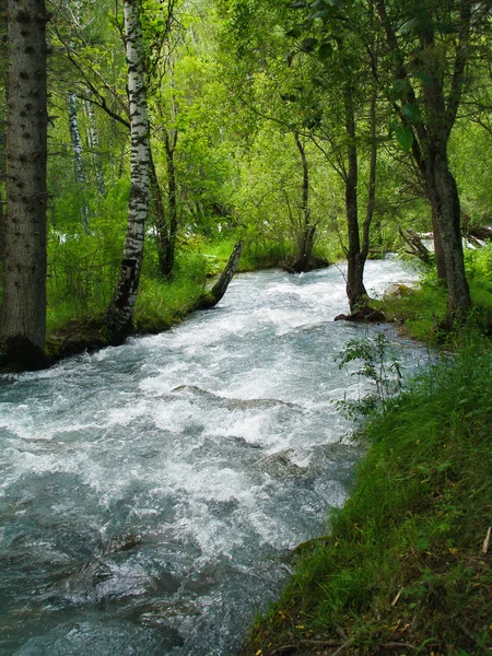 Altai, fiume di montagna Kucherla, paesaggio forestale, Altai, Russia — Foto Stock