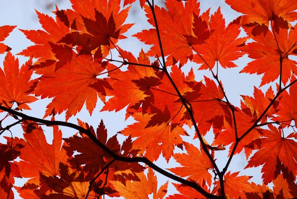 Autumn, Red Maple Leaves