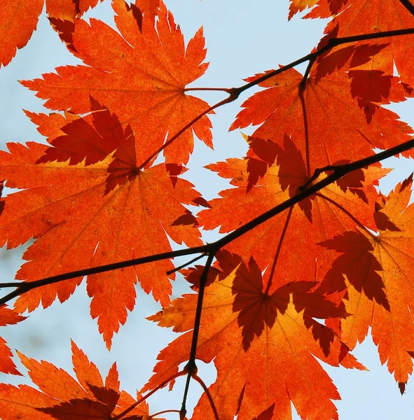 Autunno, foglie d'acero rosso — Foto Stock