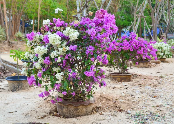 Flor Bougainvillea, jardim botânico, canteiro de flores decorativo, T — Fotografia de Stock