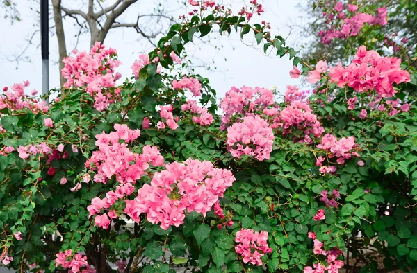Flor Bougainvillea, Nong nooch jardim botânico, árvore de flores decorativa — Fotografia de Stock