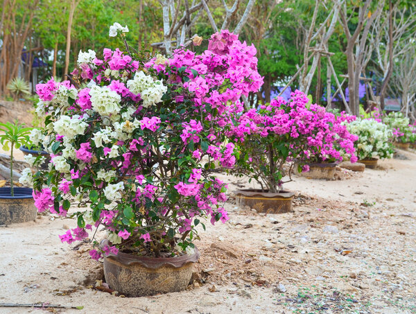 Flower Bougainvillea,  botanical garden, decorative flowerbed, Thailand