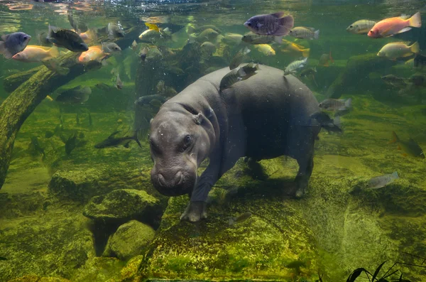 Hipopótamo, hipopótamo pigmeo bajo el agua —  Fotos de Stock