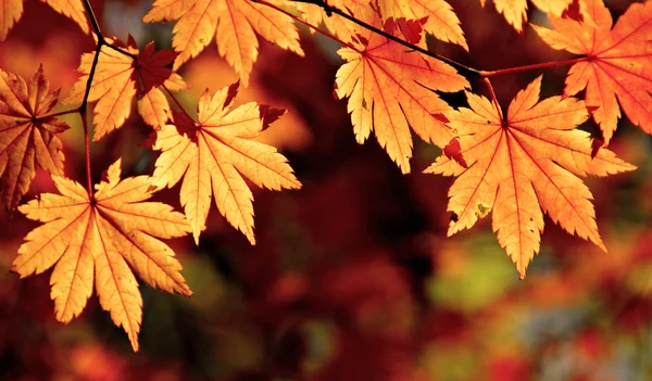 Осенние кленовые листья, осенняя сцена — стоковое фото