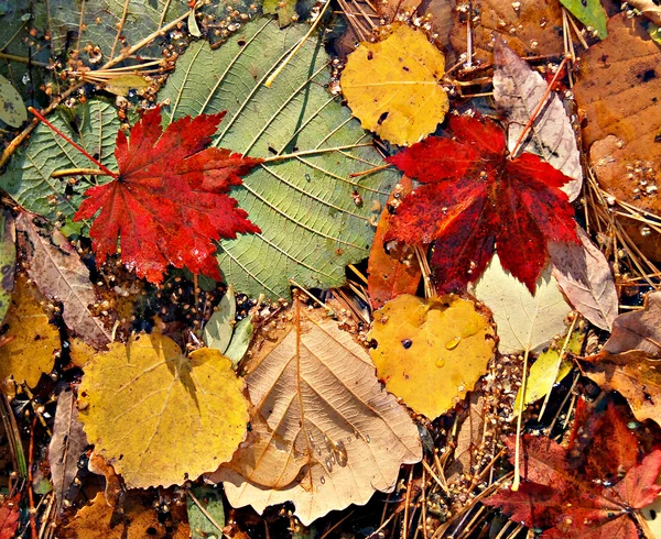 Folhas de cor outonal, ninhada de folhas de bordo — Fotografia de Stock