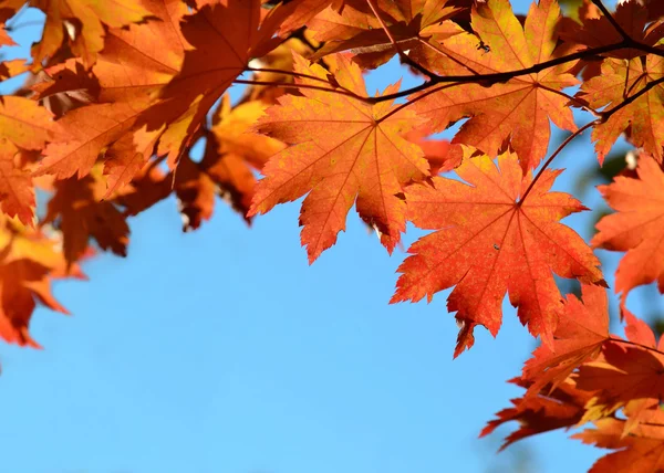 Podzimní listí, zlatý javor červený — Stock fotografie