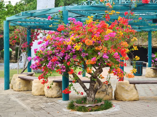 Flower Bougainvillea, Nong nooch botanical garden, decorative flowers tree — Stock Image Flower Bougainvillea, Nong nooch botanical garden, decorative flowers tree Royalty Free Stock Images