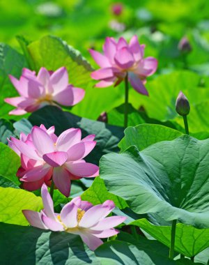 Pink lotus on the pond clipart