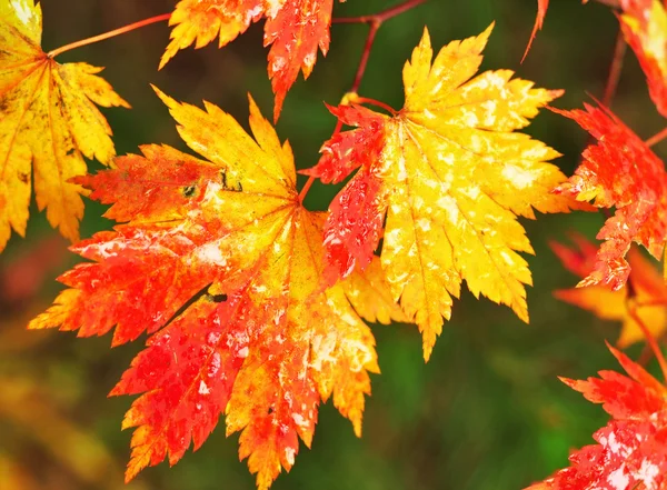 Autumnal esdoorn bladeren in wazige achtergrond — Stockfoto