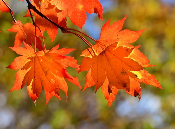 Red maple leaves, golden autumn — Stock Photo, Image