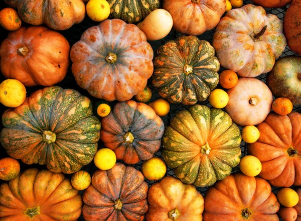 Calabazas anaranjadas — Foto de Stock