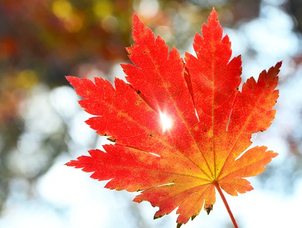 Rotes Ahornblatt, goldener Herbst — Stockfoto