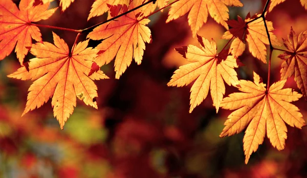 Autumnal maple leaves, fall scene — Stock Photo, Image