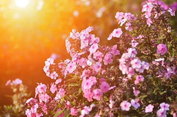 Prachtige bloemen en zonnestralen — Stockfoto