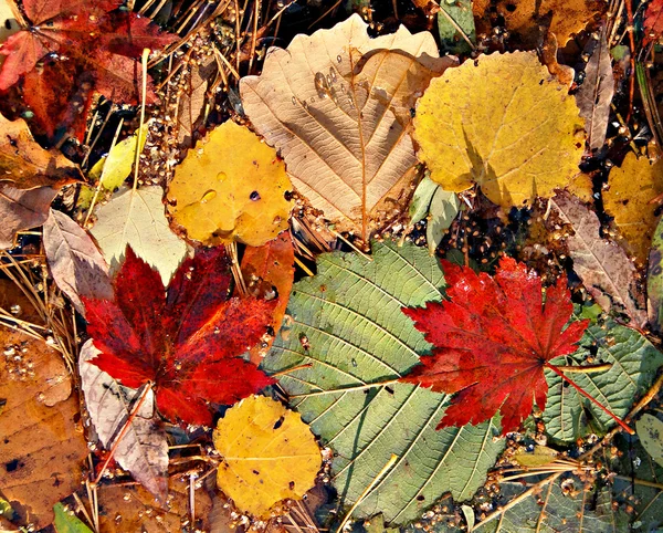 Feuilles colorées automnales, litière de feuilles d'érable — Photo