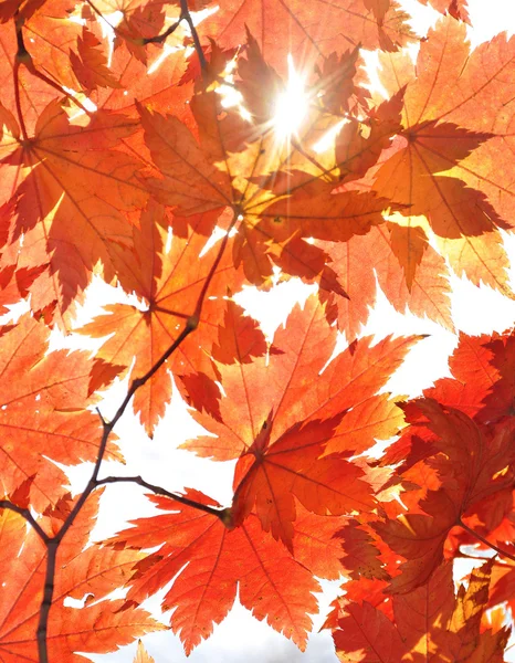 Automne, feuilles d'érable Images De Stock Libres De Droits