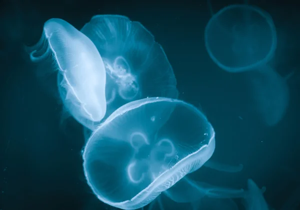 Jellyfish, underwater life — Stock Photo, Image