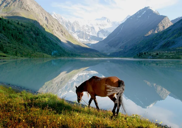 Caballo cerca del lago de montaña Ak-kem, Altai, Rusia, paisaje salvaje — Foto de Stock