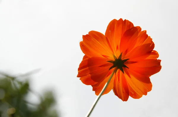 Letní louka, krásná oranžová květina — Stock fotografie
