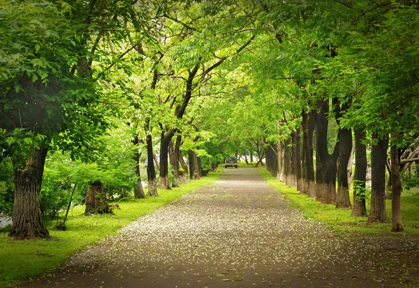 Park módon, tavasszal virágzó, zöld sikátor — Stock Fotó