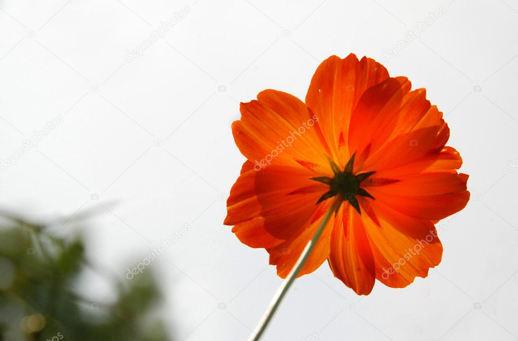 Summer meadow, beautiful orange flower