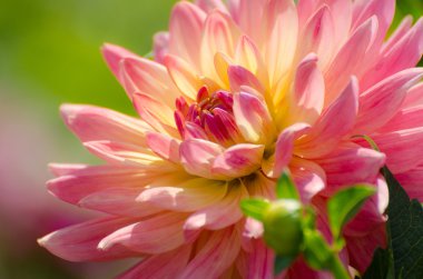 Güzel çiçek, yaz sahne, makro