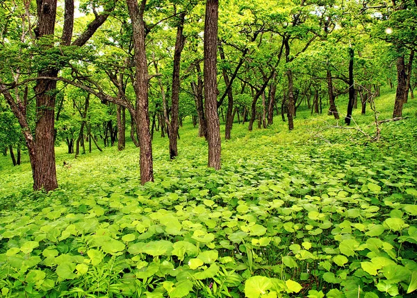 Giovane foresta di primavera — Foto Stock