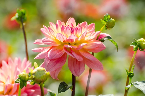 Beautiful flower dahlia, summer scene, macro — Stock Photo, Image
