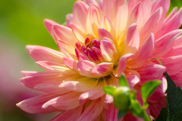 Beautiful flower, summer scene, macro — Stock Photo, Image