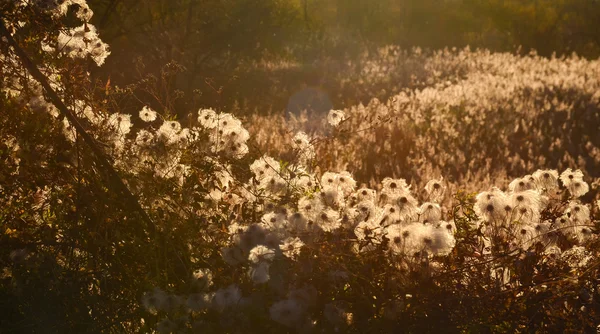 Getrocknete Blumen, Herbstwiese, Sonnenlicht — Stockfoto