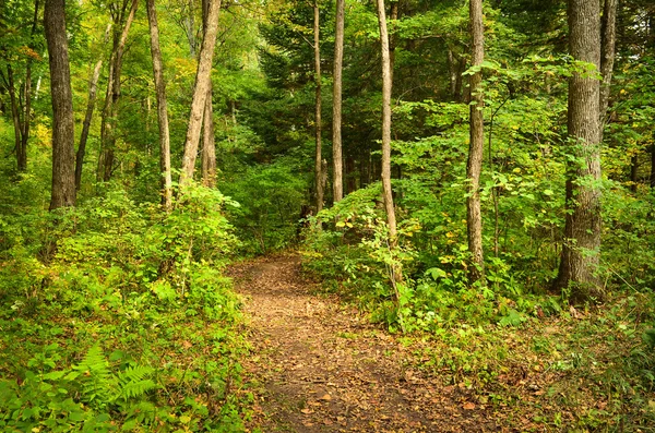 Zomer bos, trail of weg door bomen — Stockfoto