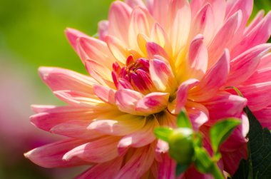 Güzel çiçek, yaz sahne, makro