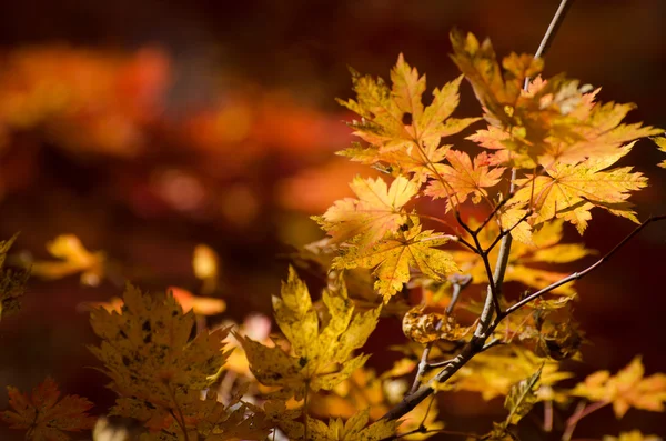 Yellow maple, golden foliage, autumn — Stock Photo, Image