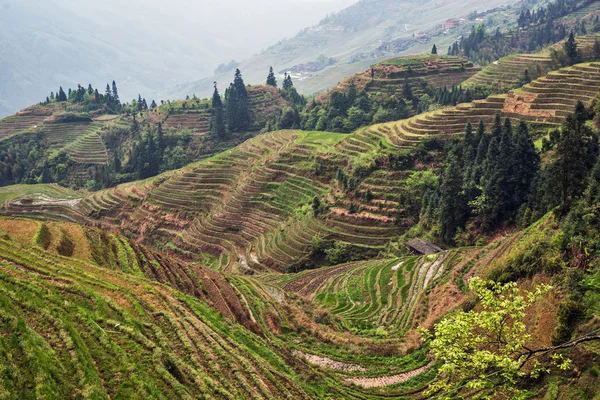 Vrstvený rýžové terasy Longii Tizian (Dračí páteřní terasy), Kuang-si, Čína — Stock fotografie