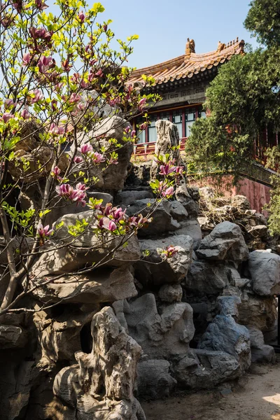 Fioritura del pesco nei Giardini Imperiali della Città Proibita, Pechino, Cina Fotografia Stock