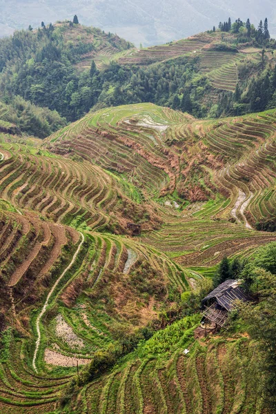 Terrasses de riz stratifiées de Longii Titian (Terrasses de l'épine dorsale du dragon), Guangxi, Chine Photos De Stock Libres De Droits