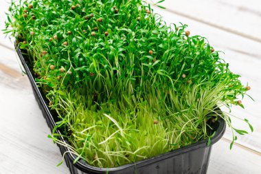 Tomurcuk hardal tohumları. Düzgün beslenme için filizler.