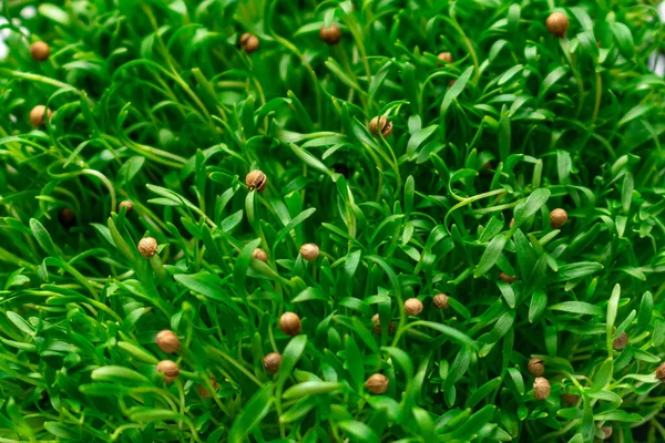 Sprouted Mustard Seeds Sprouts Proper Nutrition — Stock Photo, Image