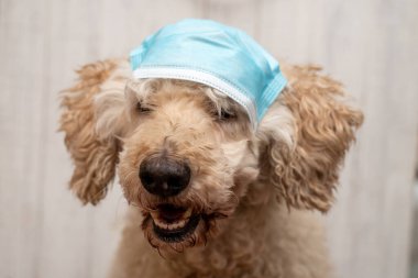 Tıbbi maske takmış bir köpeğin ağzı. Coronavirus koruması, karantina konsepti.