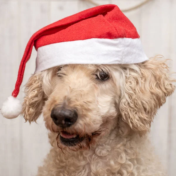 サンタの帽子をかぶった犬の生い茂った顔 新年のコンセプト クリスマス — ストック写真