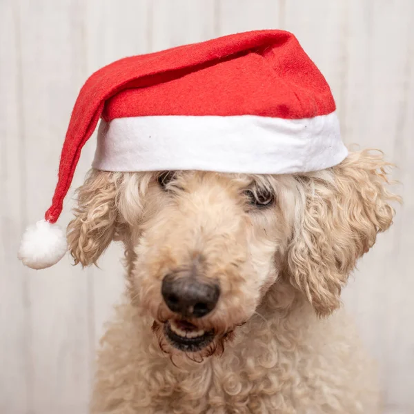 サンタの帽子をかぶった犬の生い茂った顔 新年のコンセプト クリスマス — ストック写真