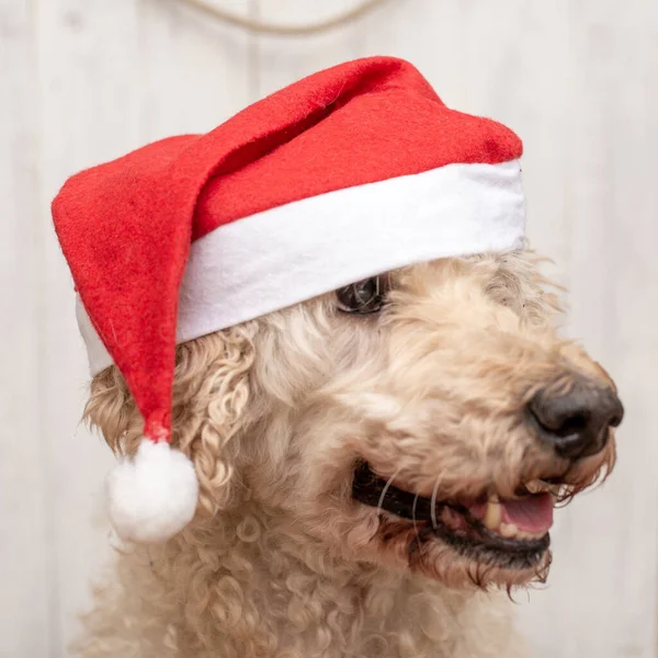 サンタの帽子をかぶった犬の生い茂った顔 新年のコンセプト クリスマス — ストック写真