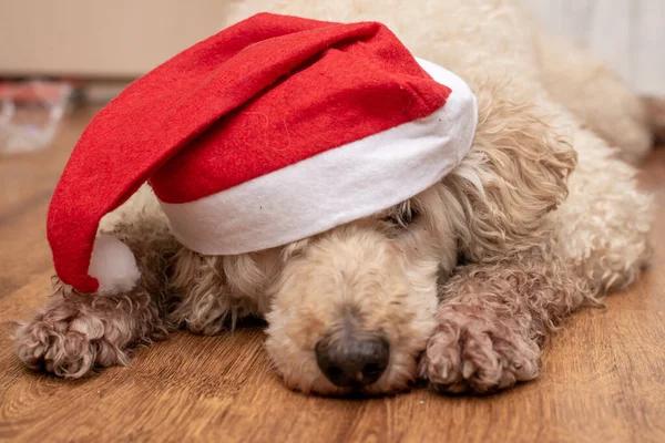 Noel Baba Şapkası Takan Bir Köpeğin Aşırı Gelişmiş Yüzü Yeni — Stok fotoğraf